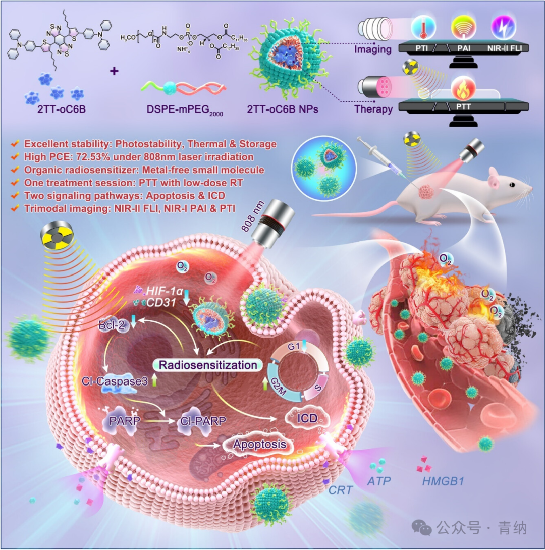 ACS Nano | Organic Radiotherapy Sensitizers with AIE Characteristics Achieve Tumor Ablation through Synergistic Induction of Apoptosis and Immunogenic Cell Death