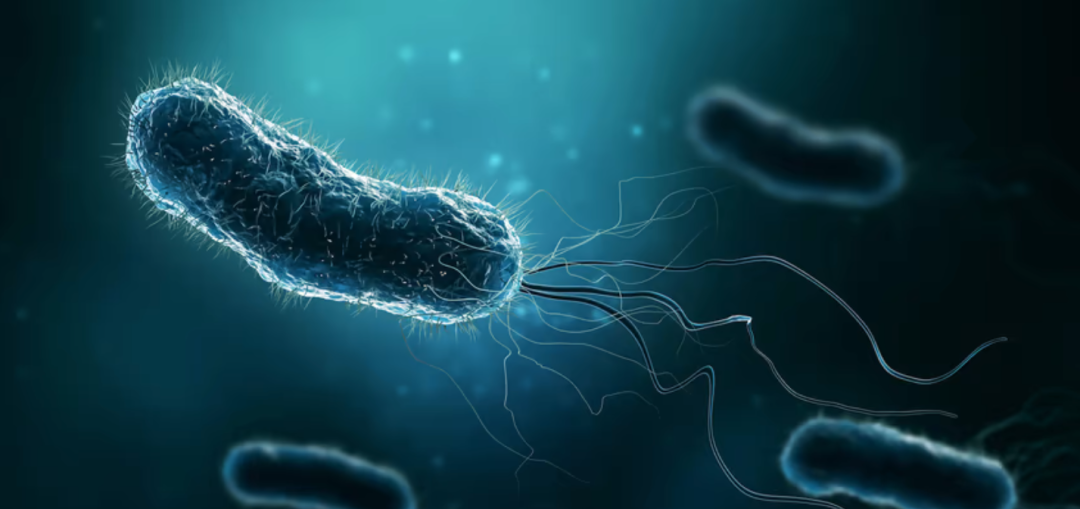 Transforming Bacteria into Microrobots for Targeted Drug Delivery in Cancer Treatment under Magnetic Navigation