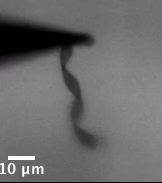 Microscopic Robots Invisible to the Naked Eye: Manufacturing One Million at a Time, Future Exploration of the Brain