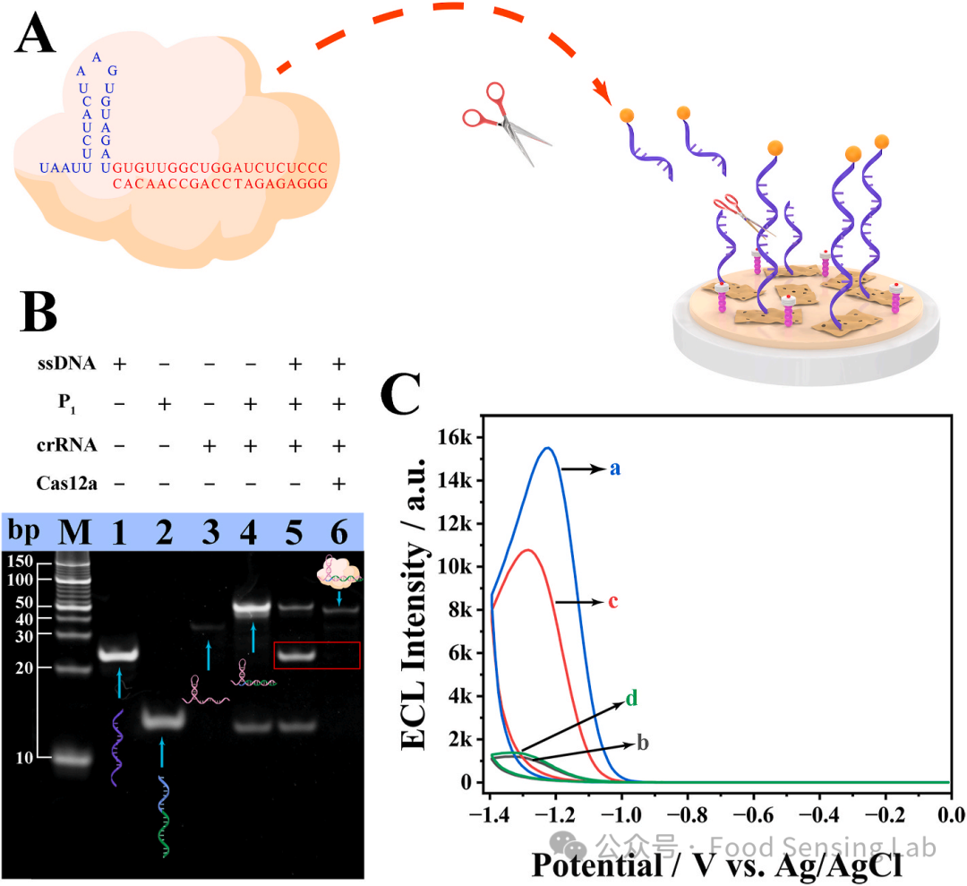 Detection of FTO Using a DNAzyme-Mediated CRISPR/Cas12a Signal Amplification Electrochemiluminescence Biosensor with C-CN/PCNV Heterojunction as Emitter