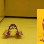 Tsinghua University's Miniature Soft Robot Can Climb Various Surfaces, Change Size from 6 to 90 mm, and Even Somersault!