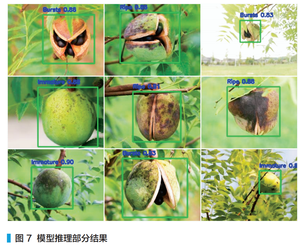 RK3588 Edge Computing Application: Detection of Walnut Ripeness