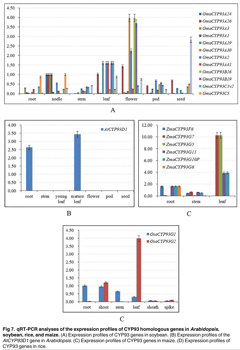 Genome-Wide Analysis, Classification, Evolution, and Expression Analysis of the Cytochrome P450 93 Family in Land Plants