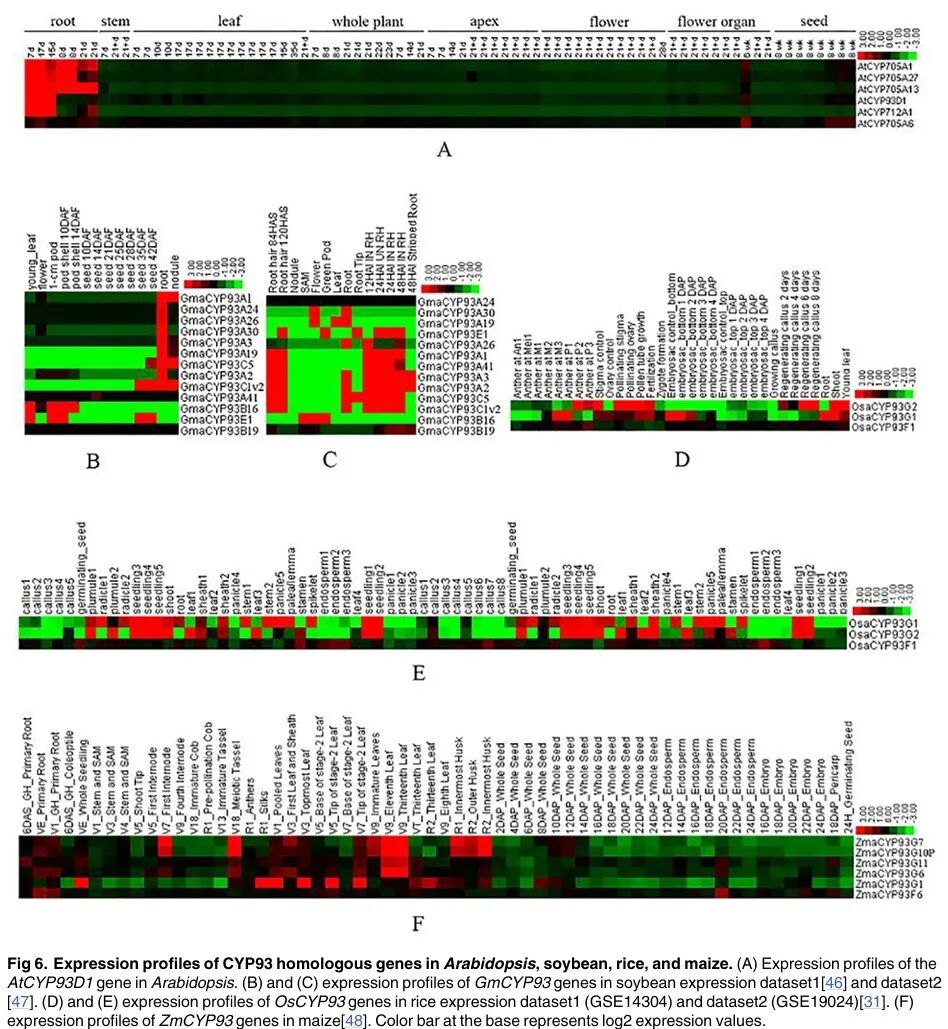 Genome-Wide Analysis, Classification, Evolution, and Expression Analysis of the Cytochrome P450 93 Family in Land Plants
