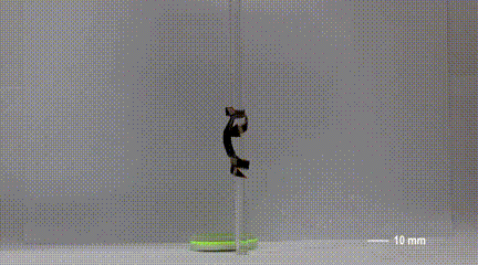 Tsinghua University's Miniature Soft Robot Can Climb Various Surfaces, Change Size from 6 to 90 mm, and Even Somersault!