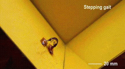 Tsinghua University's Miniature Soft Robot Can Climb Various Surfaces, Change Size from 6 to 90 mm, and Even Somersault!