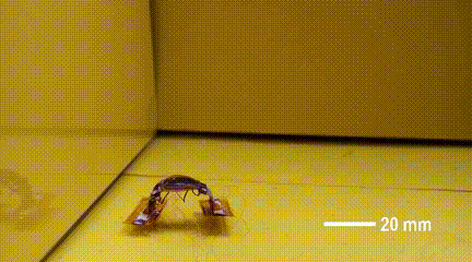 Tsinghua University's Miniature Soft Robot Can Climb Various Surfaces, Change Size from 6 to 90 mm, and Even Somersault!