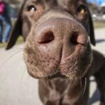 A Group of Scientists 3D Printed a Dog Nose, What Are They Up To?