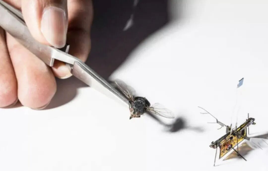 The Resilient Micro-Insect Robot: Artificial Muscles Drive 450 Beats Per Second