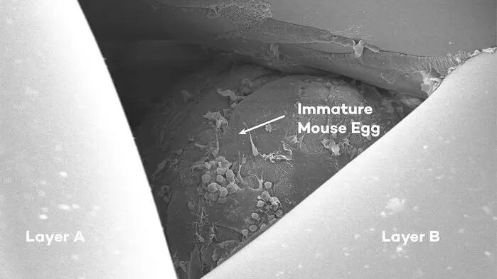 3D Printed Ovaries Restore Fertility in Mice