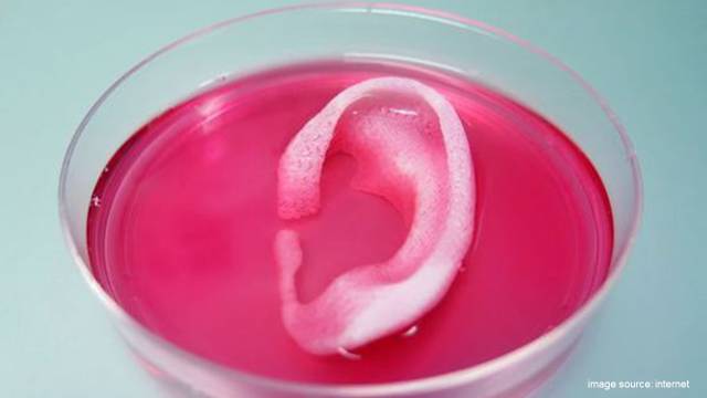 Can 3D Printing Really Create Organs? At Least It Helped a Bird!