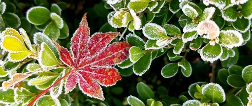Temperature Drops to 1°C! Cold Air Arrives This Afternoon! Will Hangzhou Officially Enter Winter?