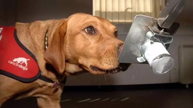 A Group of Scientists 3D Printed a Dog Nose, What Are They Up To?