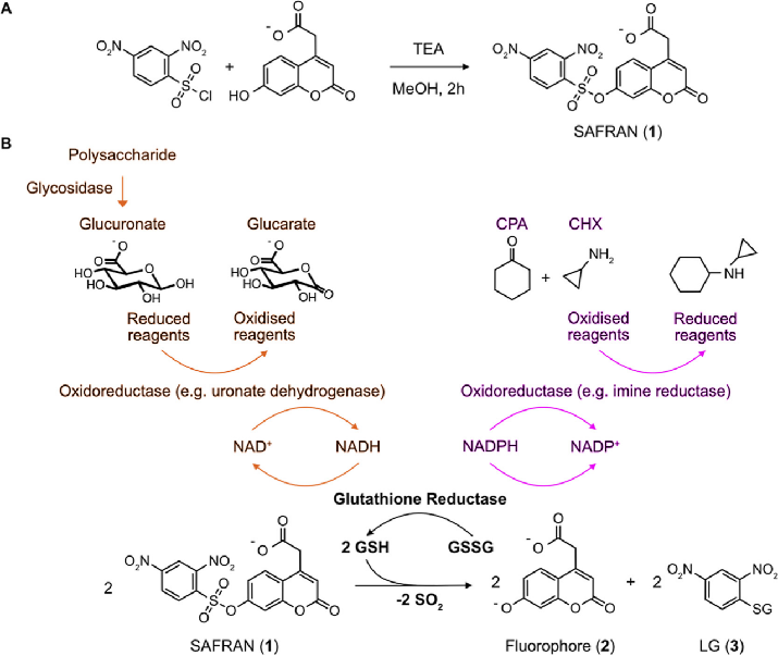 Fluorescent Subsingle Turnover Monitoring of Enzymatic Reactions Provides a Universal Platform for Directed Ultra-High-Throughput Screening