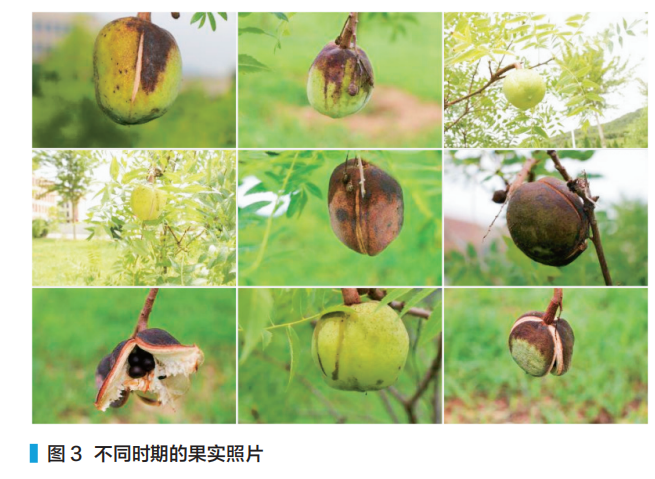 RK3588 Edge Computing Application: Detection of Walnut Ripeness