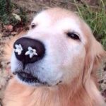 Creating a Digital Nose! Sensor Chips + Machine Learning, AI Understands Scents
