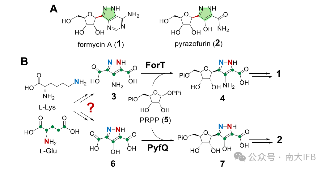 Revision of the Formycin A and Pyrazofurin Biosynthetic Pathways Reveals Specificity for D‑Glutamic Acid and a Cryptic N‑Acylation Step During Pyrazole Core Formation