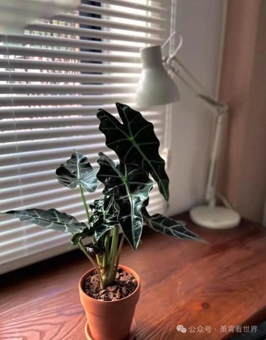 Must-See for Small Apartments! 5 Mini Green Plants to Brighten Your Desk and Heal Your Day!