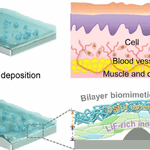 Fatigue-Free and Skin-like Supramolecular Ion-Conductive Elastomeric Interphases for Stable Lithium Metal Batteries