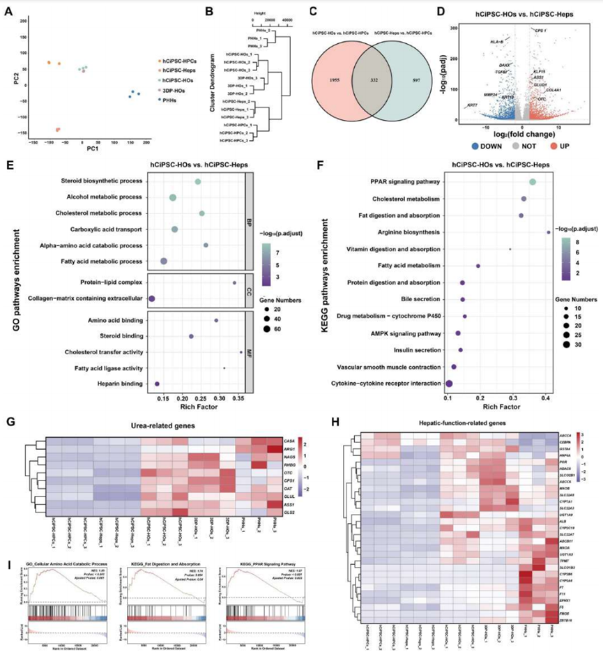 3D Bioprinting of Hepatic Organoids for the Treatment of Liver Failure