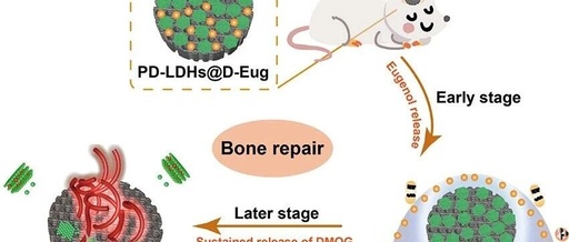 Professor Luo Binghong's Team from Jinan University Publishes in ACS Nano: A Multifunctional 3D Printed Scaffold with Spatiotemporal Release of Multiple Drugs for Bone Regeneration