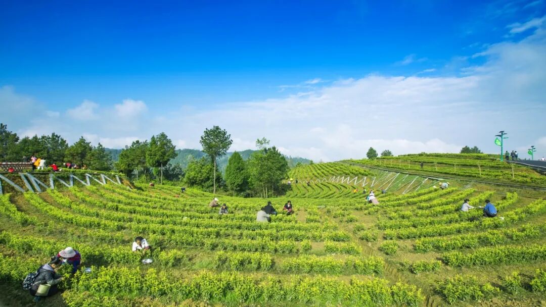 The Rising Star of the Tea Industry: How Guangyuan Yellow Tea Takes Center Stage