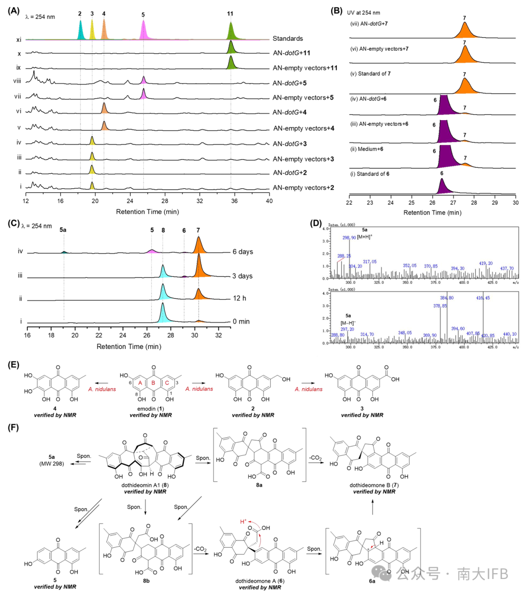 Biosynthesis of Dothideomins Reveals a Fungal P450 That Constructs the Tricyclo[5.2.2.0.4,8]undecane-Imbedded Core Skeleton