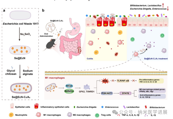 Triple-Functional Probiotics with Intracellularly Synthesized Selenium Nanoparticles for Colitis Therapy by Regulating the Macrophage Phenotype and Modulating Gut Microbiota