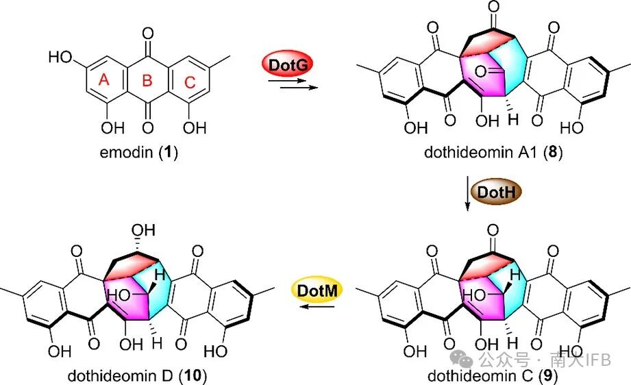 Biosynthesis of Dothideomins Reveals a Fungal P450 That Constructs the Tricyclo[5.2.2.0.4,8]undecane-Imbedded Core Skeleton