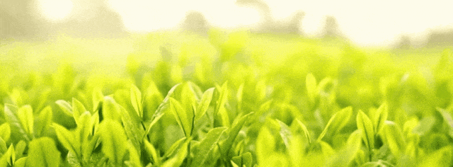 The Rising Star of the Tea Industry: How Guangyuan Yellow Tea Takes Center Stage