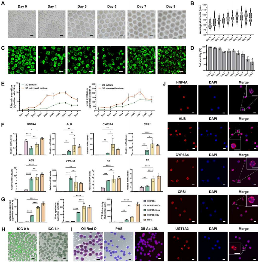 3D Bioprinting of Hepatic Organoids for the Treatment of Liver Failure