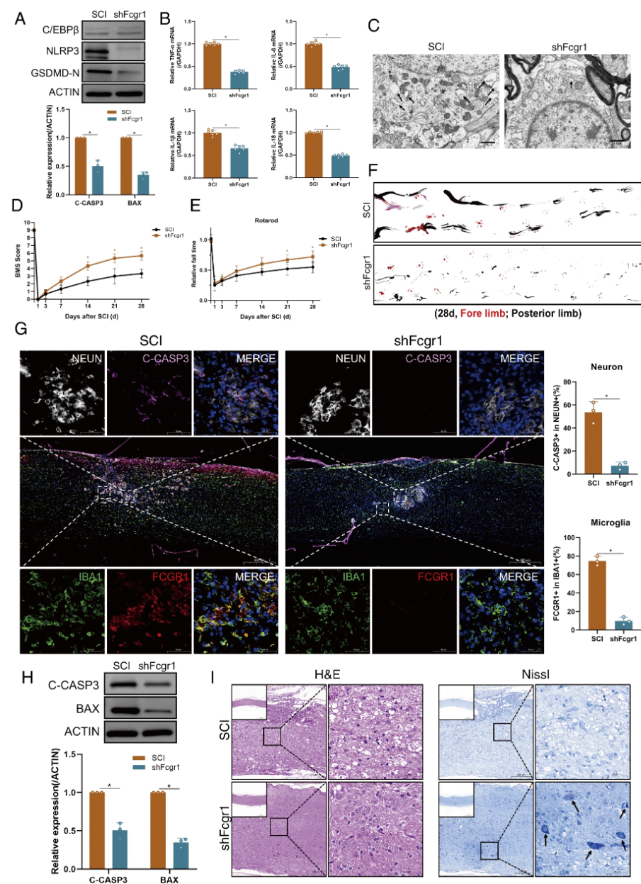 Blocking the C/EBPβ-Fcgr1 Regulatory Axis Inhibits Microglial Pyroptosis and Improves Neurological Recovery
