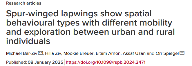 How Urbanization Shapes Bird Behavior: A Study on the Differences in Mobility and Exploration of Spur-Winged Lapwings