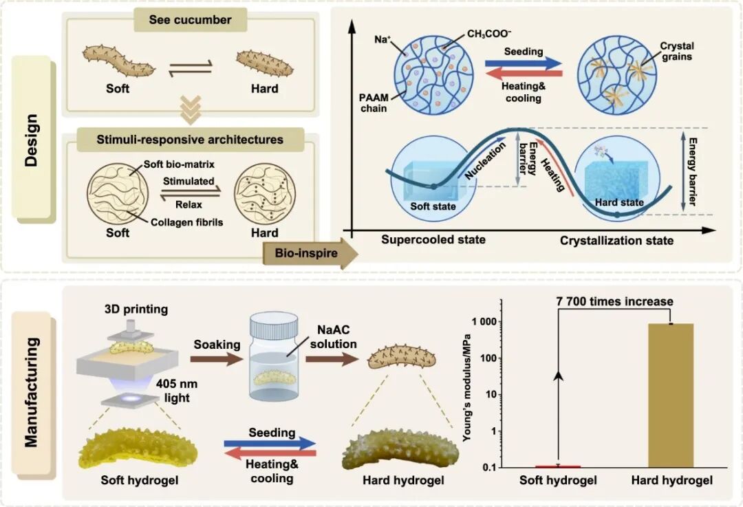 Extreme Manufacturing | 3D Printing of Hard/Soft Switchable Hydrogels