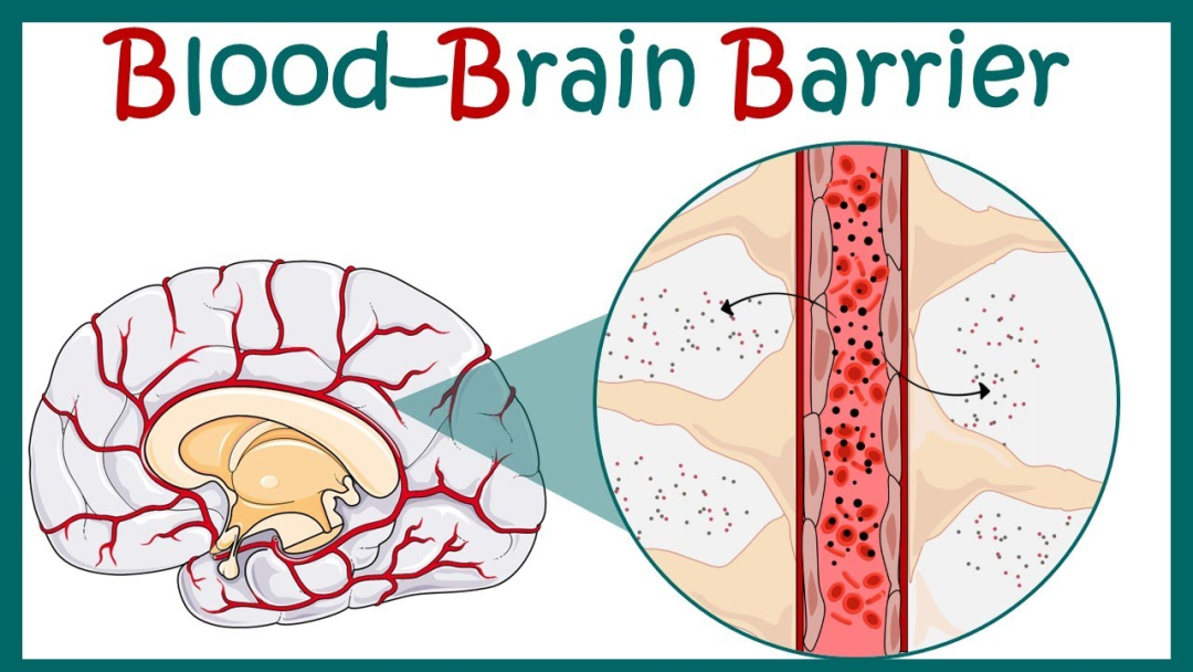 Progression-Free Survival Increased Fivefold, Intracranial Response Rate at 65.7%! 'Miraculous Anti-Cancer Drug' Solves the Treatment Challenge of Breast Cancer Brain Metastases