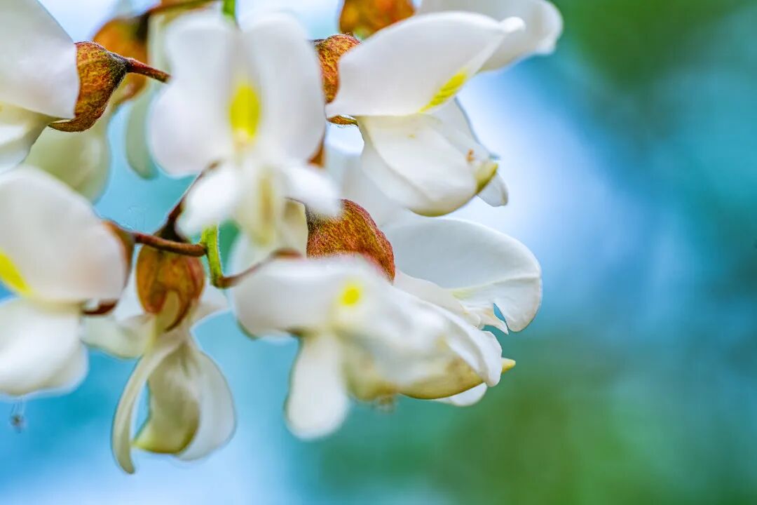 Vitamin C is Ten Times More Abundant in Flower Buds! Recently, It's Recommended to Eat More of This Flower