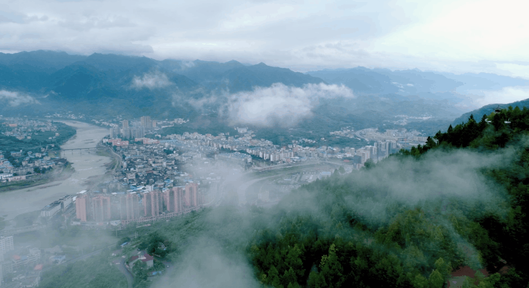 The Rising Star of the Tea Industry: How Guangyuan Yellow Tea Takes Center Stage