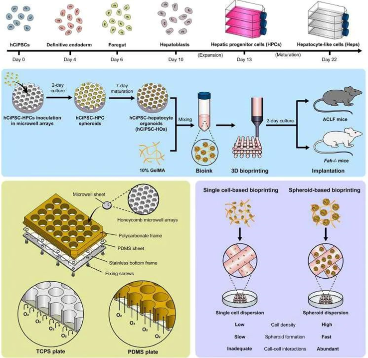 3D Bioprinting of Hepatic Organoids for the Treatment of Liver Failure