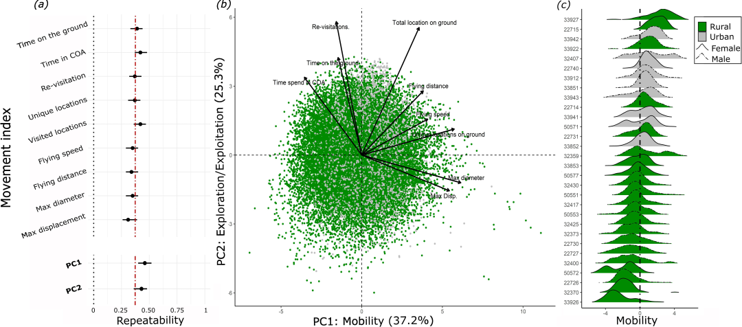 How Urbanization Shapes Bird Behavior: A Study on the Differences in Mobility and Exploration of Spur-Winged Lapwings