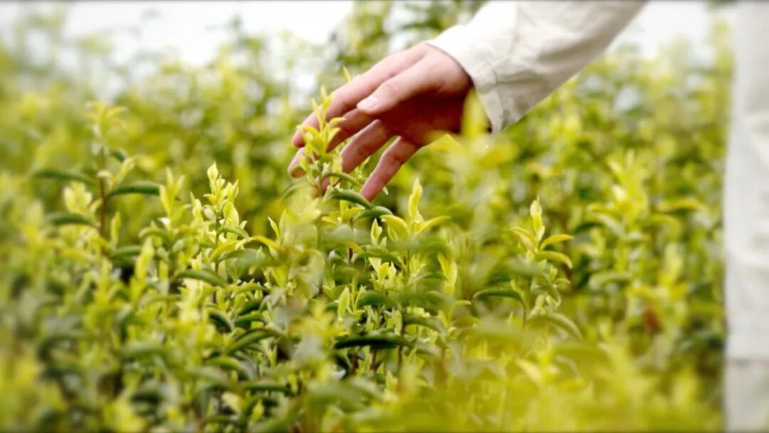 The Rising Star of the Tea Industry: How Guangyuan Yellow Tea Takes Center Stage
