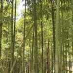Outdoor Robots: Safe and Efficient Operations in Mountainous Areas