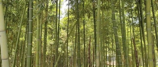 Outdoor Robots: Safe and Efficient Operations in Mountainous Areas