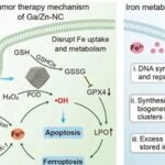 Synergizing Catalysis with Post-catalysis Pseudo-Iron Release by Building Dynamic Catalytic Active Sites in Diatomic Nanozymes for Boosting Cancer Therapy