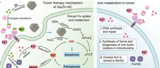 Synergizing Catalysis with Post-catalysis Pseudo-Iron Release by Building Dynamic Catalytic Active Sites in Diatomic Nanozymes for Boosting Cancer Therapy