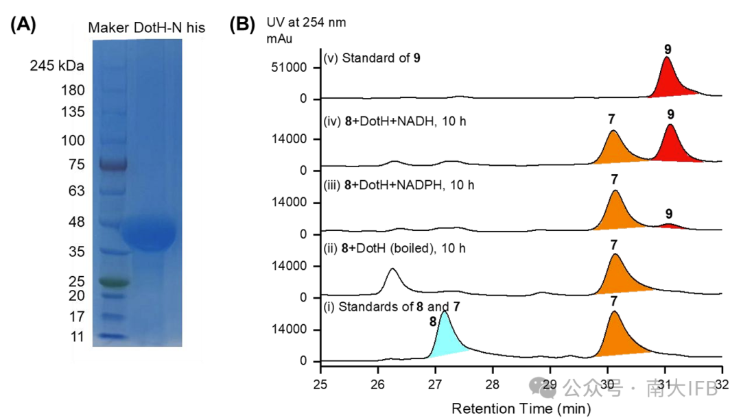 Biosynthesis of Dothideomins Reveals a Fungal P450 That Constructs the Tricyclo[5.2.2.0.4,8]undecane-Imbedded Core Skeleton