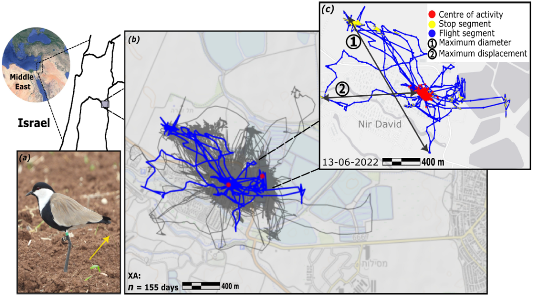 How Urbanization Shapes Bird Behavior: A Study on the Differences in Mobility and Exploration of Spur-Winged Lapwings