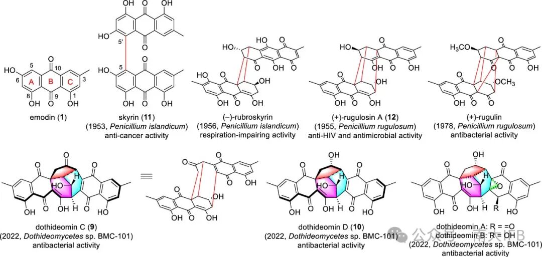 Biosynthesis of Dothideomins Reveals a Fungal P450 That Constructs the Tricyclo[5.2.2.0.4,8]undecane-Imbedded Core Skeleton