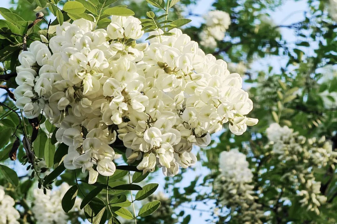 Vitamin C is Ten Times More Abundant in Flower Buds! Recently, It's Recommended to Eat More of This Flower