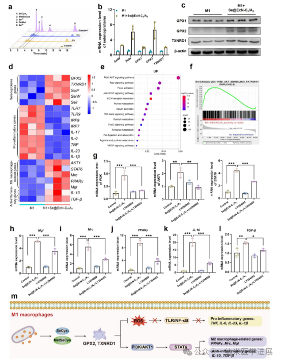 Triple-Functional Probiotics with Intracellularly Synthesized Selenium Nanoparticles for Colitis Therapy by Regulating the Macrophage Phenotype and Modulating Gut Microbiota