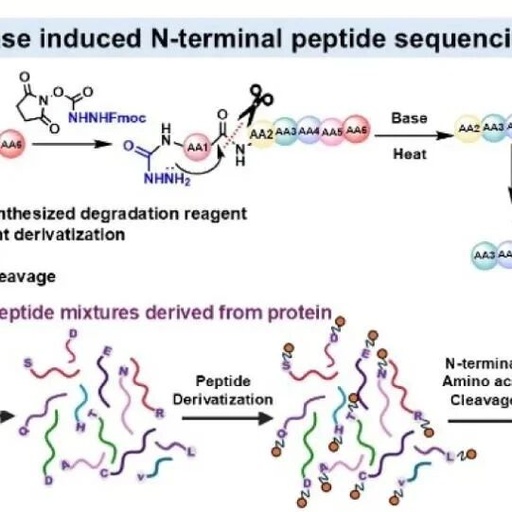 Base-Induced N-Terminal Peptide Sequencing Method